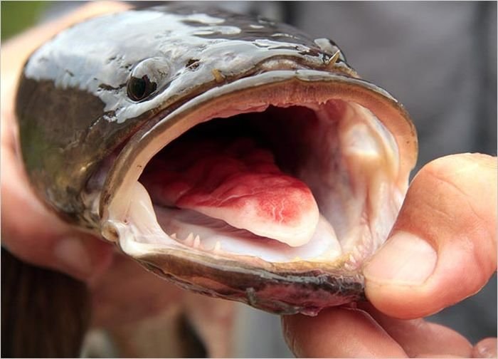 Шнапс Капитан | Санкт-Петербург