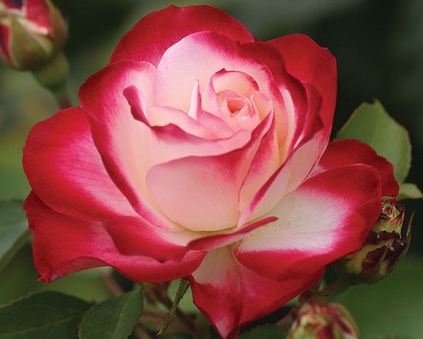 №22, Сергей Замятин, Новосибирск №22, Сергей Замятин, Новосибирск