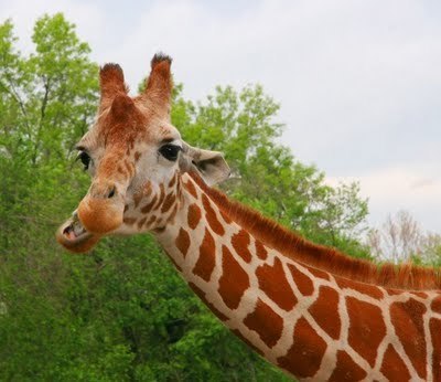 №61, Евгений Подлужный, Брест №61, Евгений Подлужный, Брест