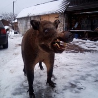 Диман Чистов