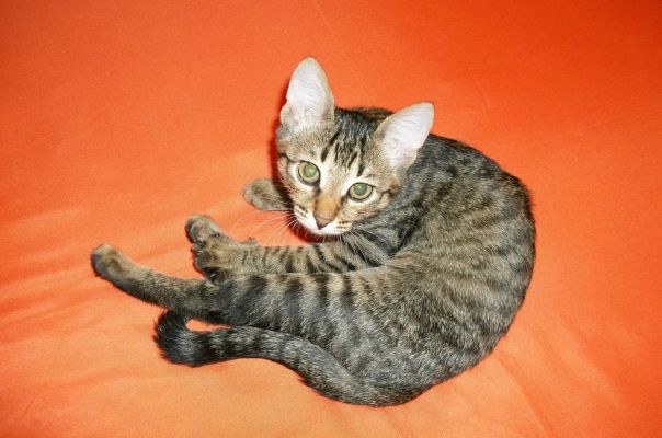 Светлана Субботина, Россия, Москва