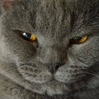 Кот Муся