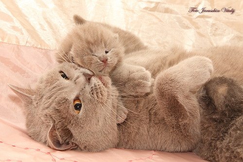 Алиса Александрова, Россия, Самара