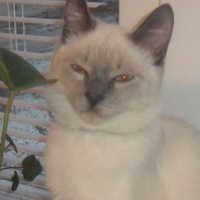 Светлана Рожкова