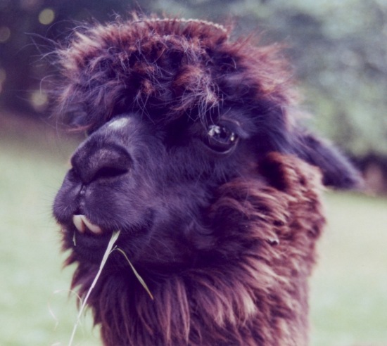 №11, Patrice Lach №11, Patrice Lach