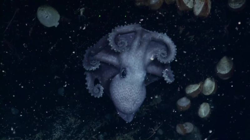 Осьминог на краю (ориг. Octomoms on Edge Fascinating Brooding Octopods Nautilus