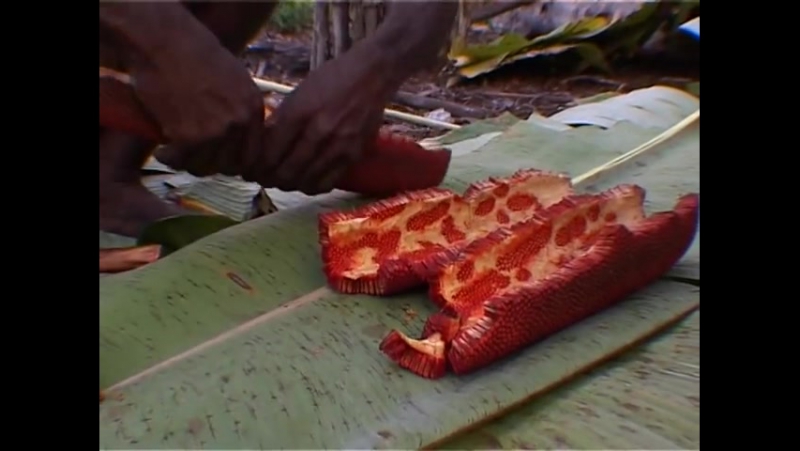 PAPUA 22 min