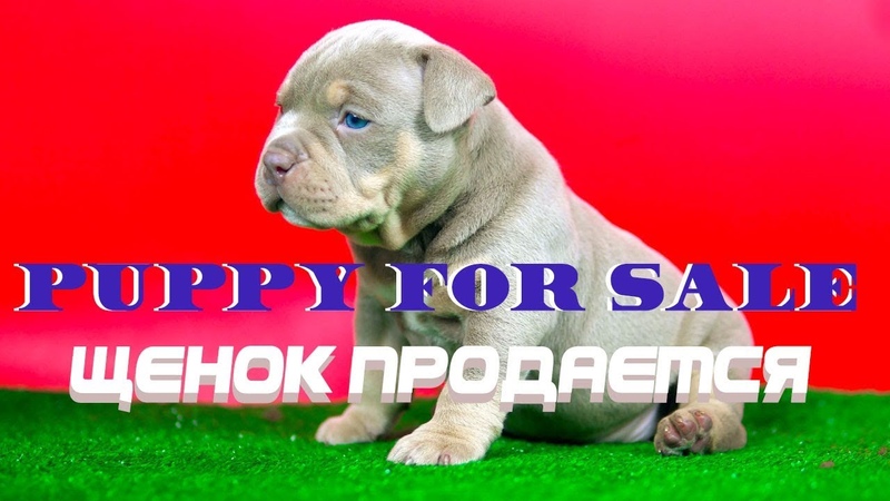 Американский Булли. Купить щенка. Элитная девочка лиловый