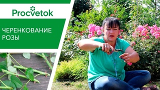 КАК ВЫРАСТИТЬ РОЗЫ ИЗ ЧЕРЕНКОВ? (осенью в том числе)