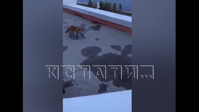 Лиса гуляет рядом с Нижегородским