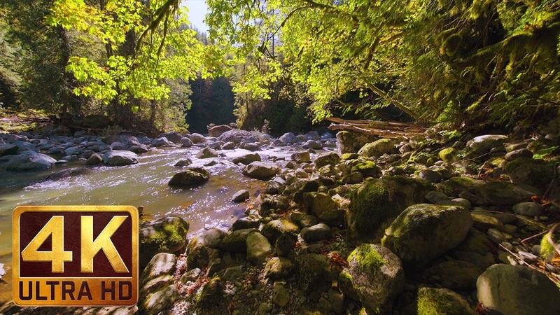 Virtual Forest Walk in 4K | 2 HRS Relaxation Video with Nature Sounds - WATER & FOREST - Part 4