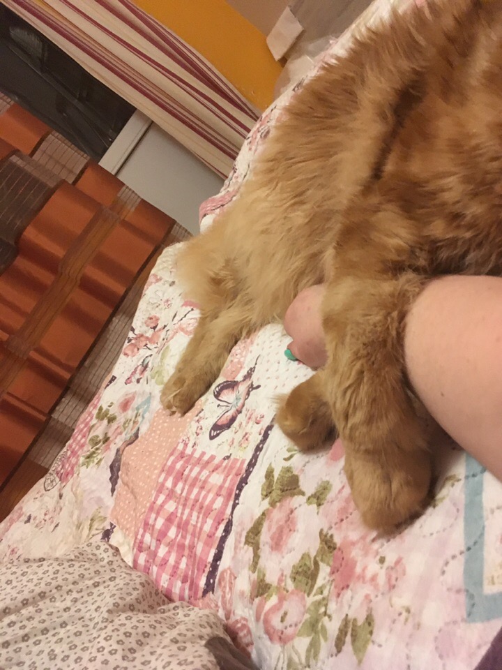 Кошки в нашей жизни. Кошки и все, что с ними связано.