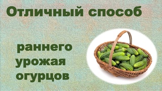 Как сажать огурцы? Отличный способ для раннего урожая.