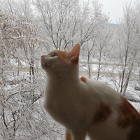 Наталья Драгунова |