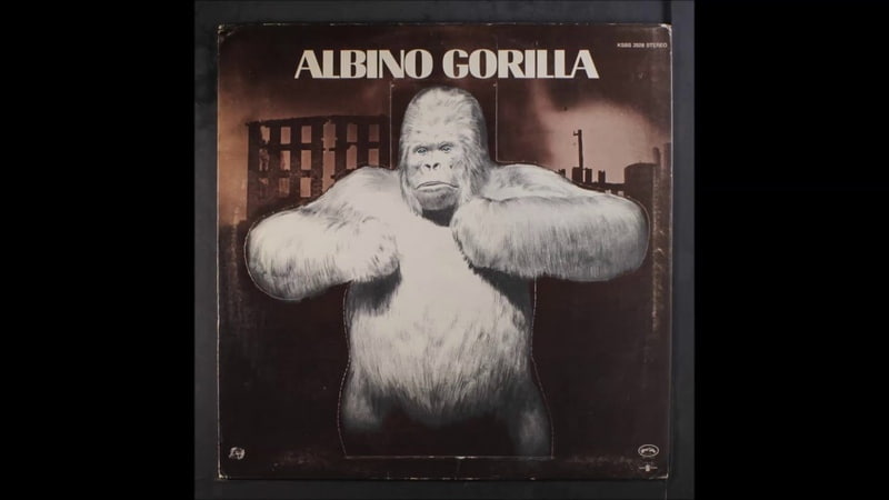 Albino Gorilla Detroit 1984