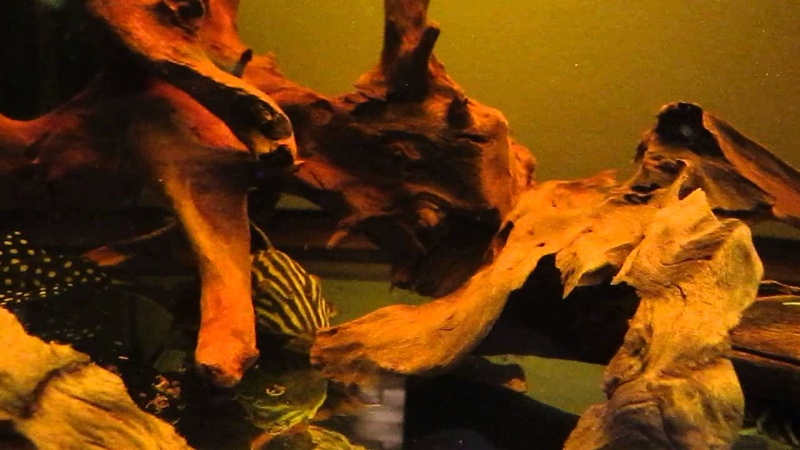 First video of my pleco