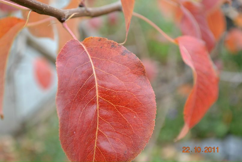 Елена Башкова | Ижевск