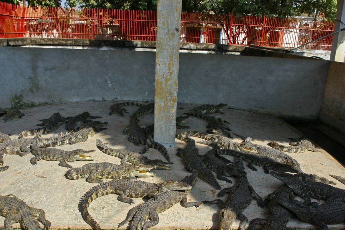 Света Никифорова | Санкт-Петербург