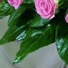 №79, Версалия Соколова, 35 лет №79, Версалия Соколова, 35 лет