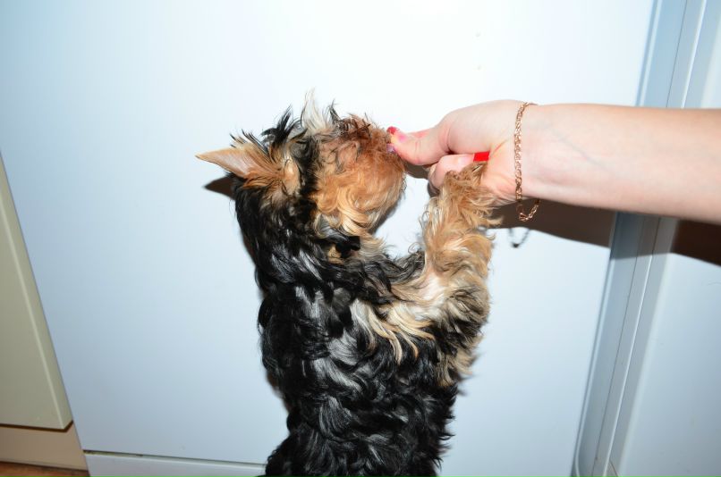 Виталий Вешкин iostream | Макеевка