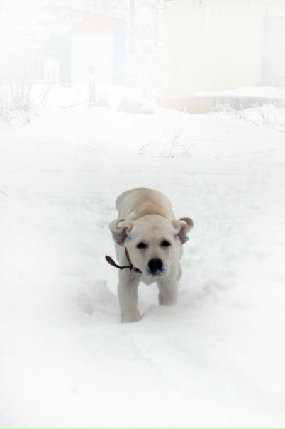 №153, Олег Зенин, Брянск №153, Олег Зенин, Брянск