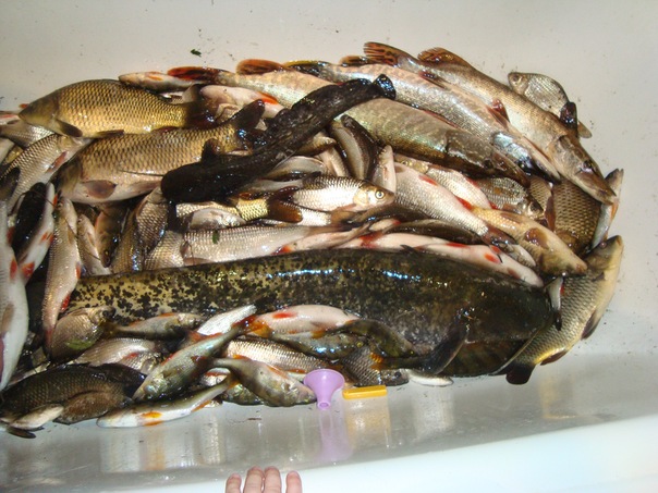 №18, Сергей Кебо №18, Сергей Кебо