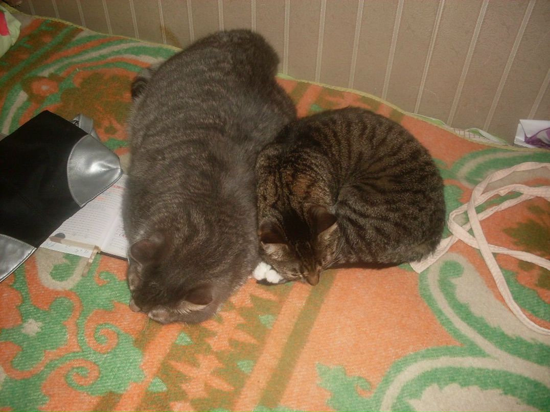 Мария Шмелева | Санкт-Петербург