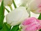 Nadja Helmut | Troisdorf