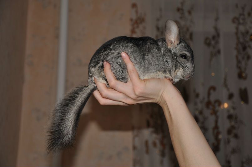 Света Землянова | 