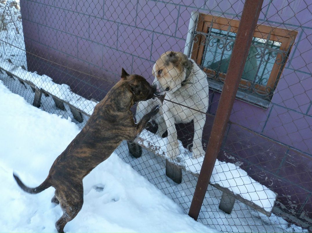 Pashok Glazunov | Алматы