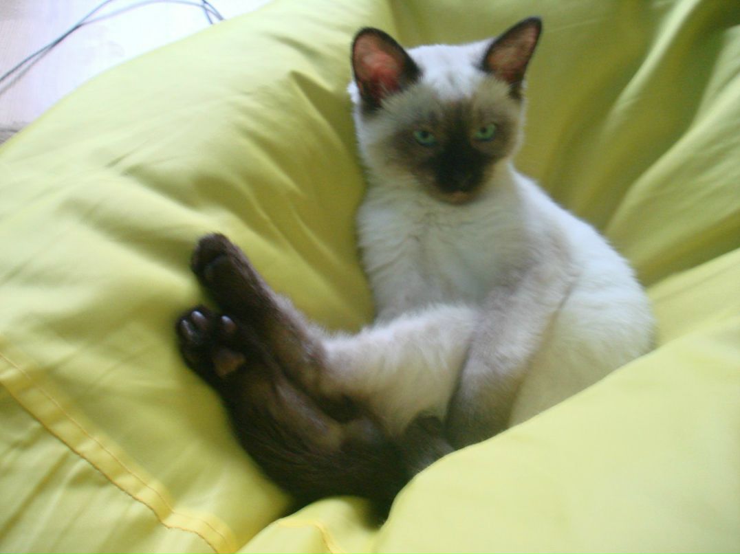 Александр Морозов | Москва