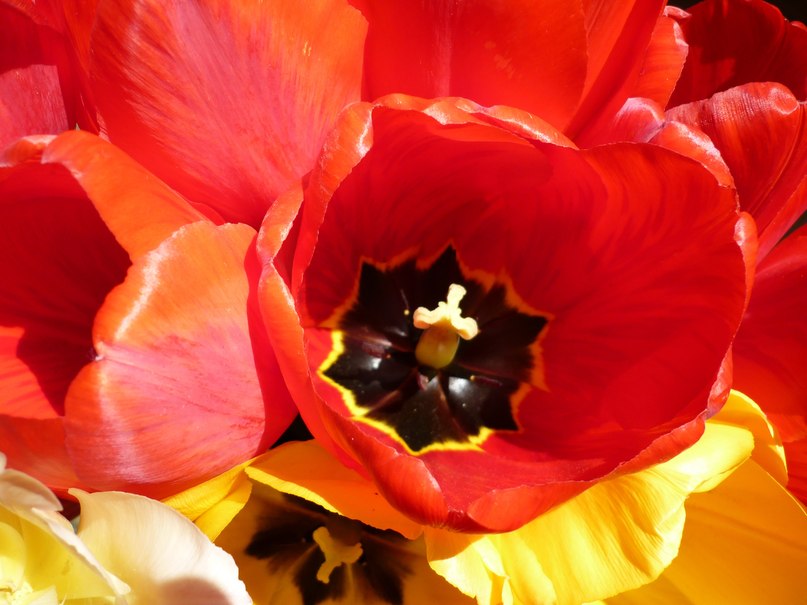 Наталья Романенко | Ставрополь