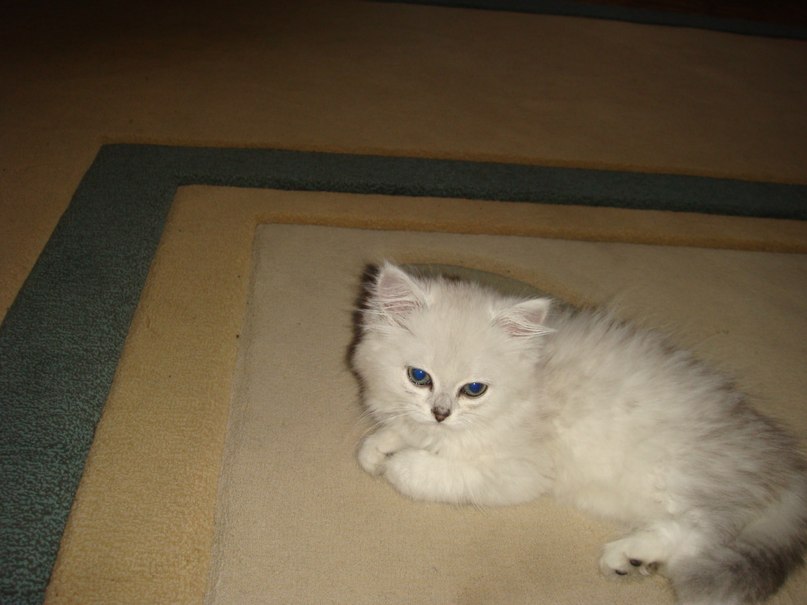 Светлана Пидгирная | Приазовское