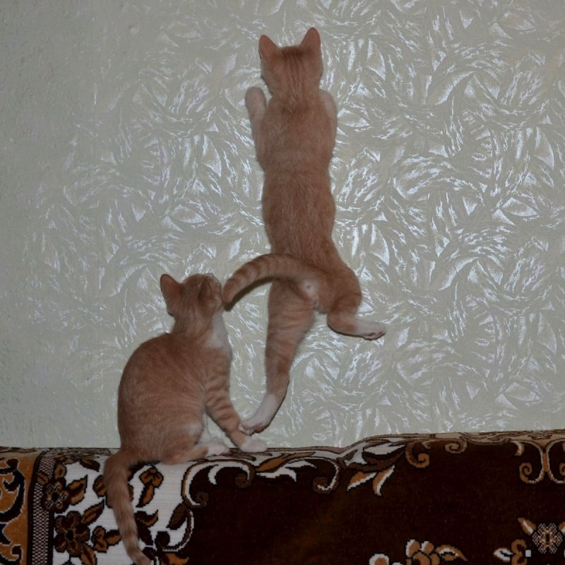 Kirichenko Inna | Харьков