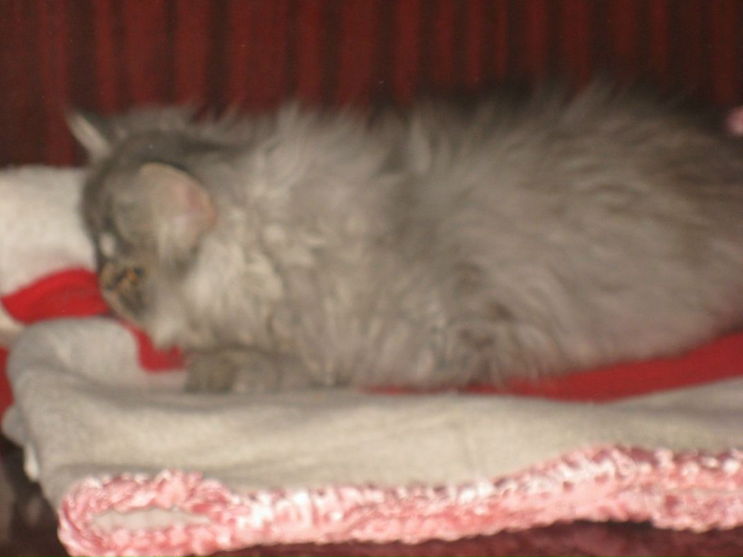 Александр Секисов | Санкт-Петербург