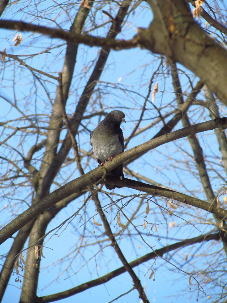 Макс Авксентюк | Киев