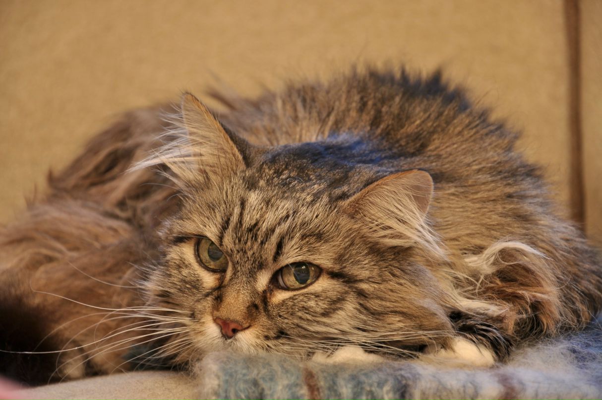 Анна Иванова | Санкт-Петербург