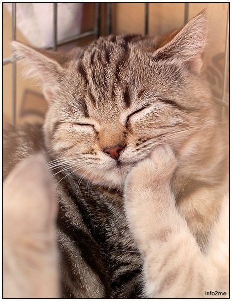 №115, Дюдюка Барбидокская, Москва №115, Дюдюка Барбидокская, Москва