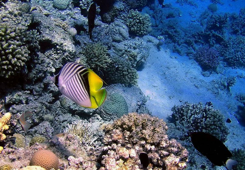 Александр Кирпичёнок | Санкт-Петербург