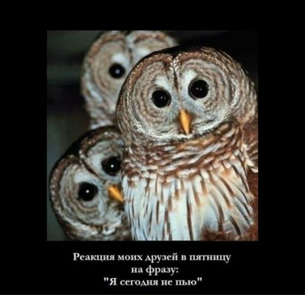 №33, Татьяна Светлая, 32 года, Ростов-на-Дону №33, Татьяна Светлая, 32 года, Ростов-на-Дону