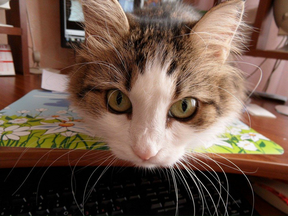 Ирина Гаврилова | Кемерово