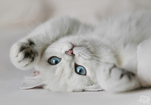 Misha Kostin | Москва