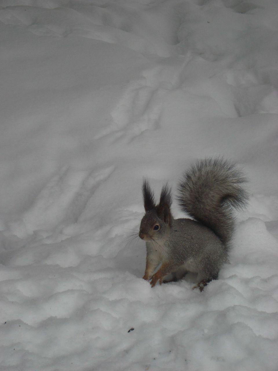 Рустам Шукюров | Отрадный
