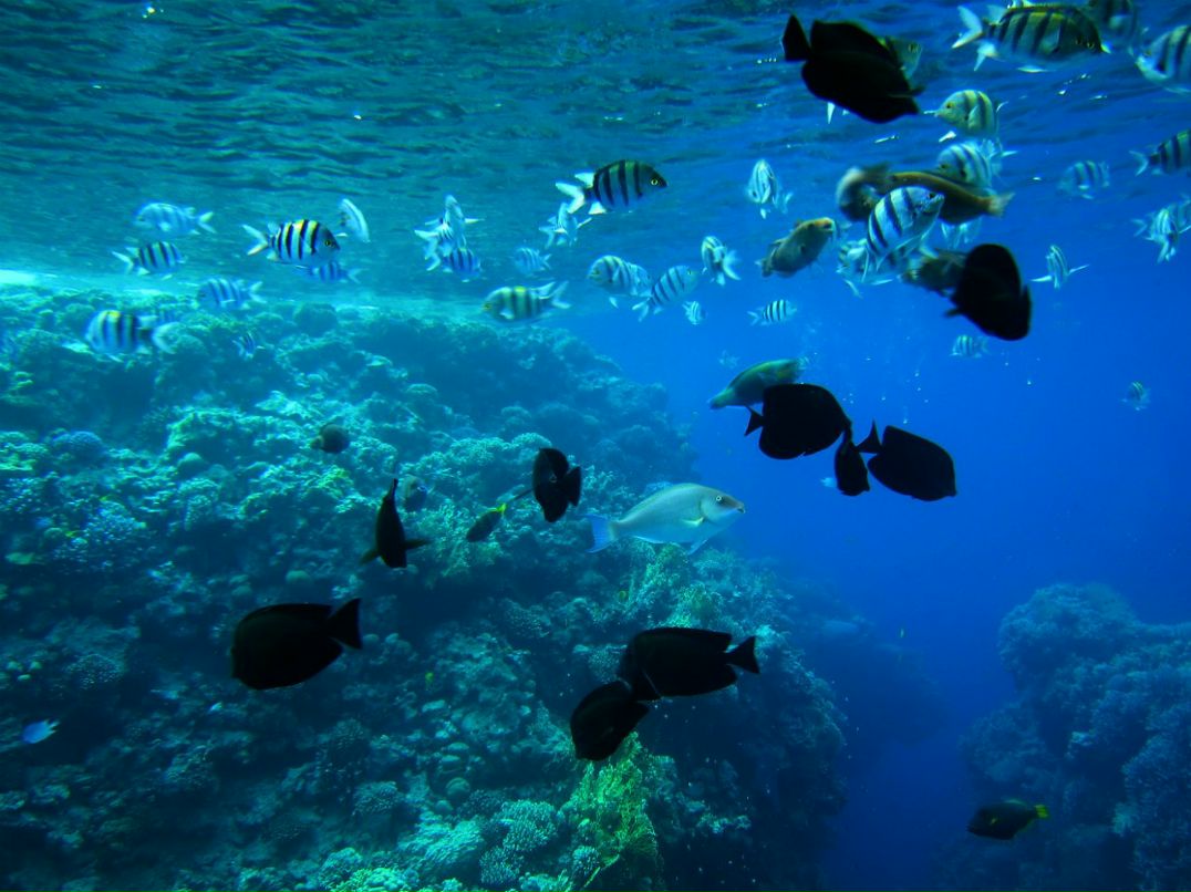 Леся Зарейчук | Одесса