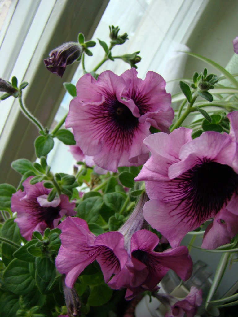 Антонина Гордий 