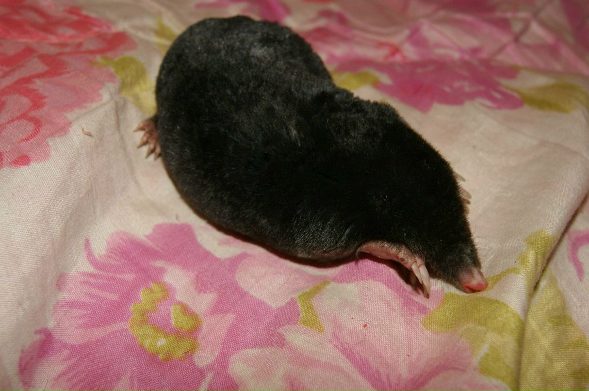 Наташа Лагутина | Санкт-Петербург