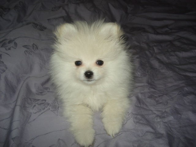 Влада Велибекова Dj_Lady_Vlada | Донецк