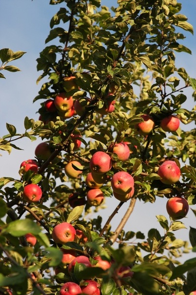 №49, Вероника Доничева, Новосибирск №49, Вероника Доничева, Новосибирск