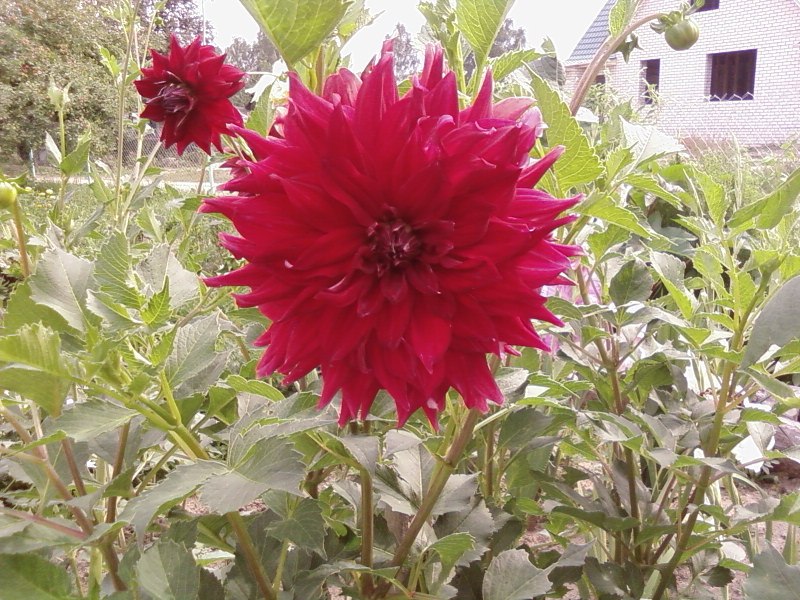 Наталья Ивашина | Брянск