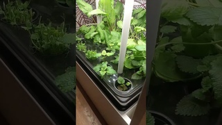 Домашняя гидропонная установка Easy plant 30